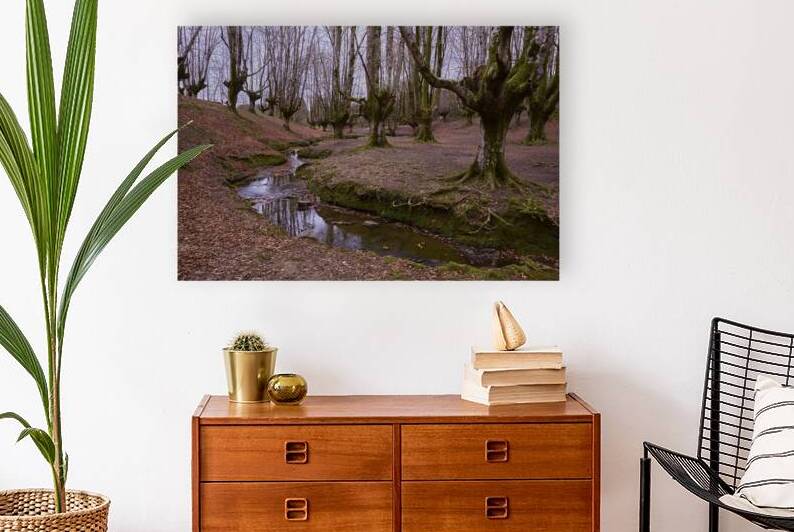 Beech Trees by Images By Jon Evan