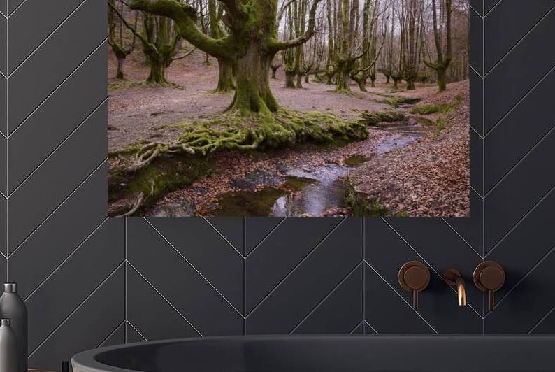 Beech Forest by Images By Jon Evan