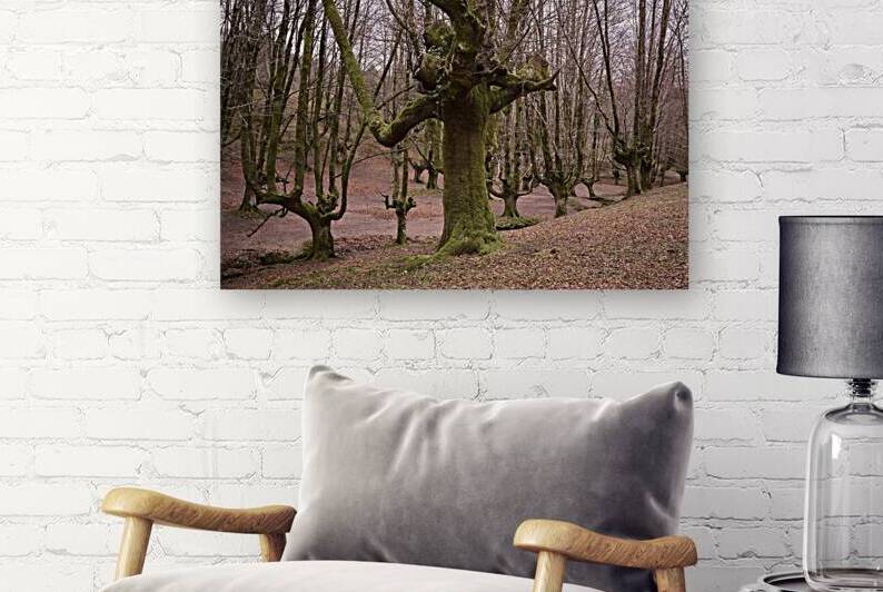 Beech in Spain by Images By Jon Evan