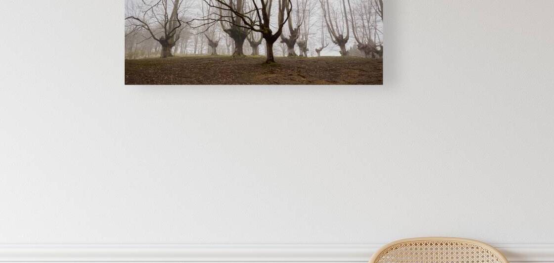 Forest in Fog by Images By Jon Evan