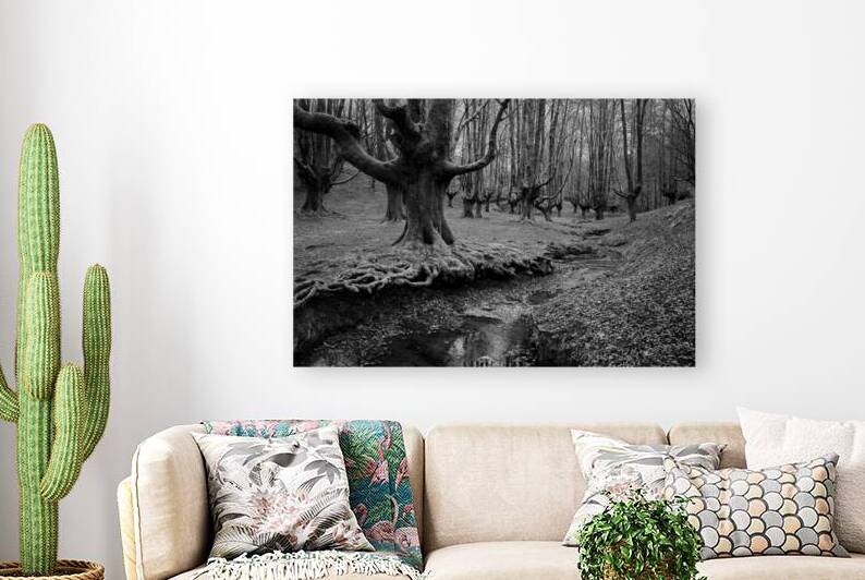 Beech Forest III by Images By Jon Evan