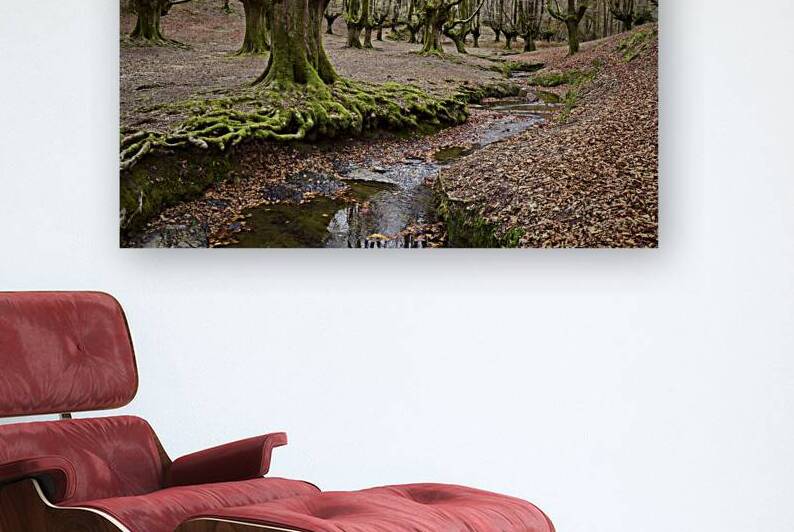 Beech Forest II by Images By Jon Evan