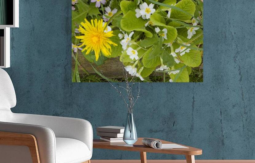 Printemps de pissenlit by Lajuel