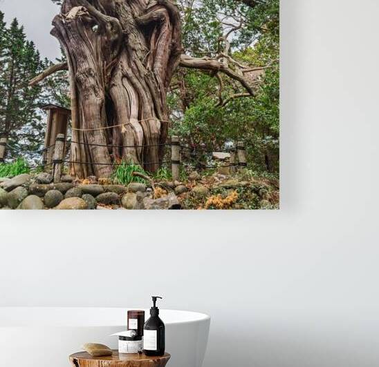 A majestic centuries old juniper tree with deeply gnarled bark and sprawling twisted limbs stands as a spiritual symbol in a tranquil Japanese forest. Surrounded by lush greenery and marked with a sacred rope shimenawa this revered tree embodies natural b by Daisei Iketani