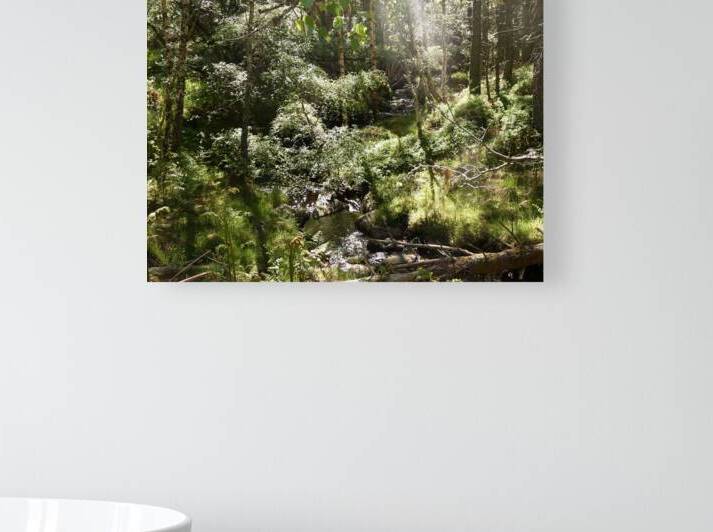 Summer Light in the Scottish Highlands by Catriona Roberts Nature Photography and Designs