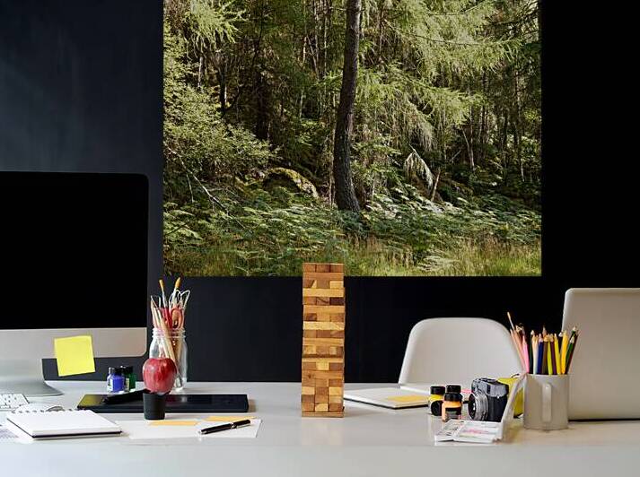 Scottish Highlands Summer Ferns in the Forest by Catriona Roberts Nature Photography and Designs