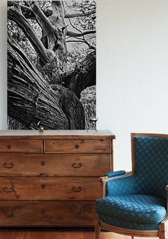 Ancient Junipers of Cape Osezaki Japan by Daisei Iketani