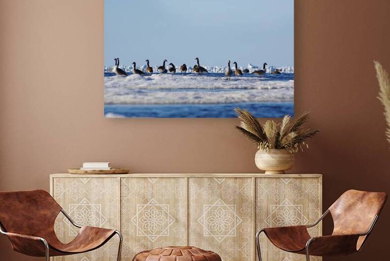 Snow Geese on Ice by Dustin Carroll