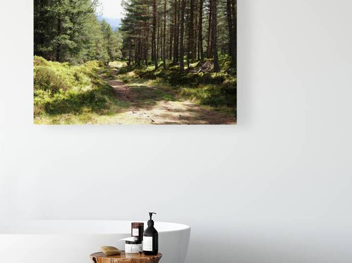 Sunlit Trail Through the Scottish Highlands                                                                                                                      by Catriona Roberts Nature Photography and Designs