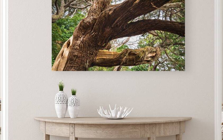 Ancient Junipers of Cape Osezaki Japan by Daisei Iketani