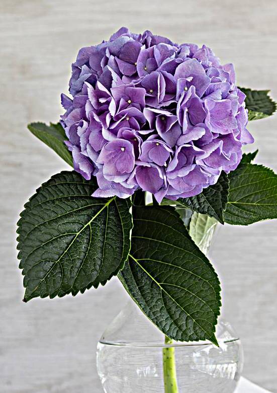Hydrangea Macrophylla Blue Hydrangea X2 5 by Rich Franco