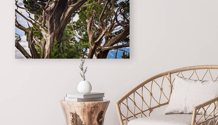 Canopy of Ancient Junipers of Cape Osezaki Japan by Daisei Iketani