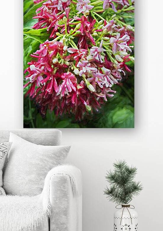 Rangoon Creeper Vine X1 1 by Rich Franco