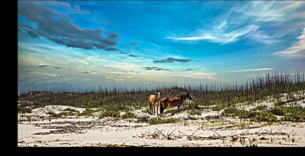 Wild horses roaming peacefully on a sandy beach under a blue sky by Gestalt Imagery