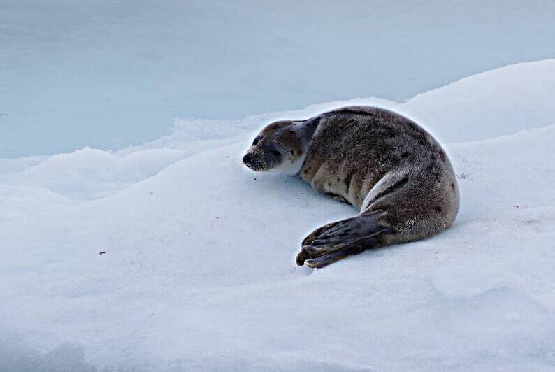 Goose cove seal 2 by Dustin Carroll