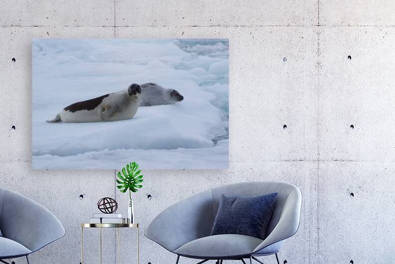 Goose cove seals 3 by Dustin Carroll