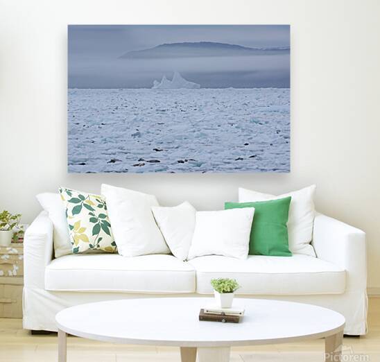 Goose cove seals 4 by Dustin Carroll