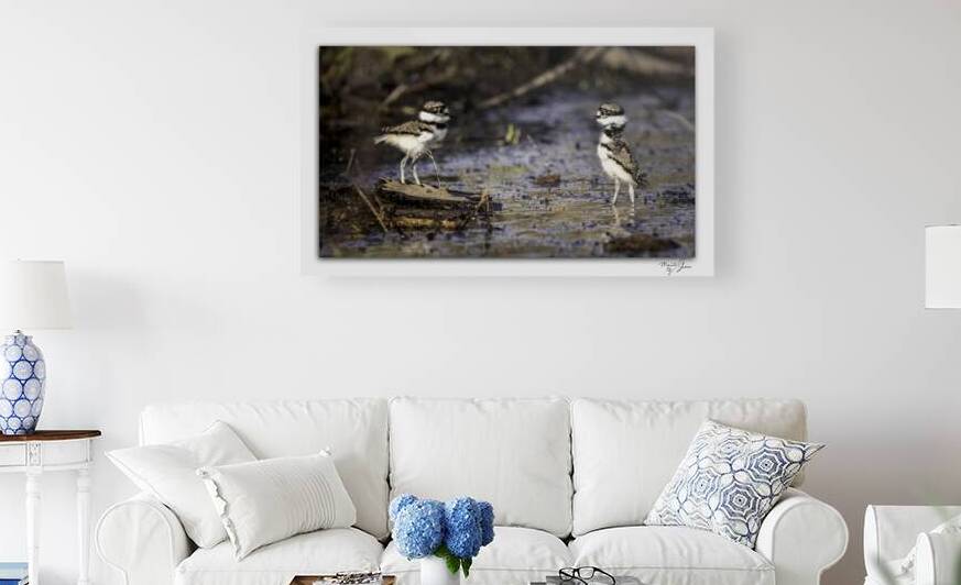 Baby Killdeers in the Wetlands by Moments By Shane