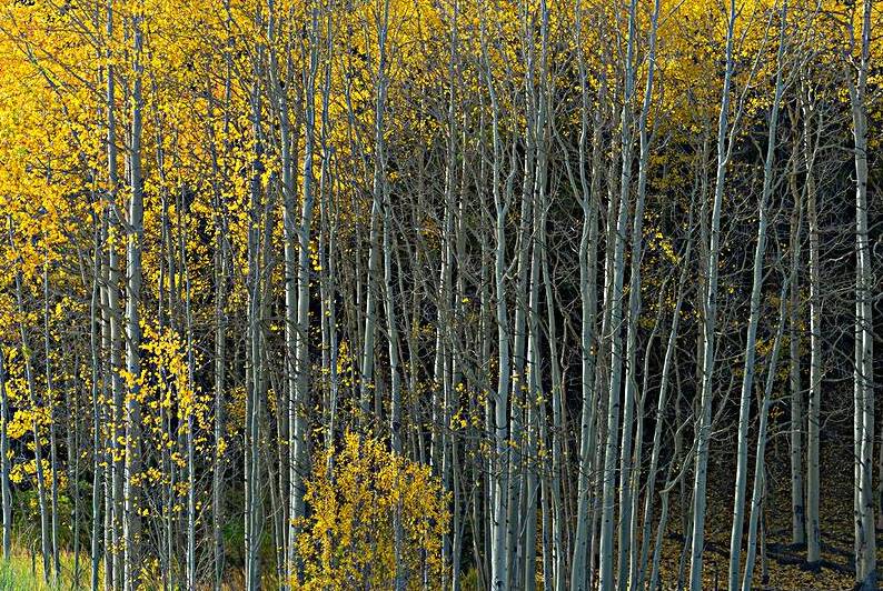 That  Morning Autumn Light by Bo Insogna