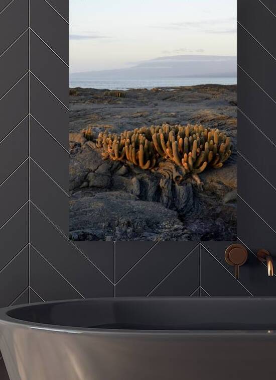 Lava Cactus Brachycereus nesioticus Punta Espinosa Fernandina Island Galapagos Islands Ecuador by Kevin Oke