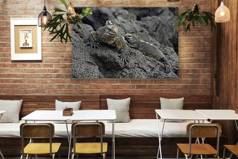 Marine Iguanas Amblyrhynchus cristatus Urbina Bay Isabela Island Galapagos Islands Ecuador by Kevin Oke