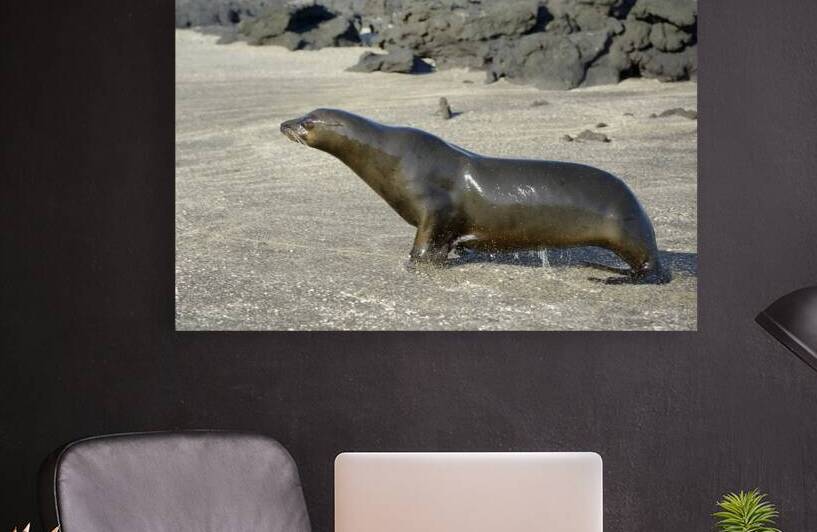 Galapagos sea lion male charging Punta Espinosa Fernandina Island Galapagos Islands Ecuador by Kevin Oke