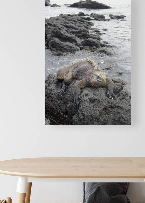 Marine Iguana Amblyrhynchus cristatus Urbina Bay Isabela Island Galapagos Islands Ecuador by Kevin Oke