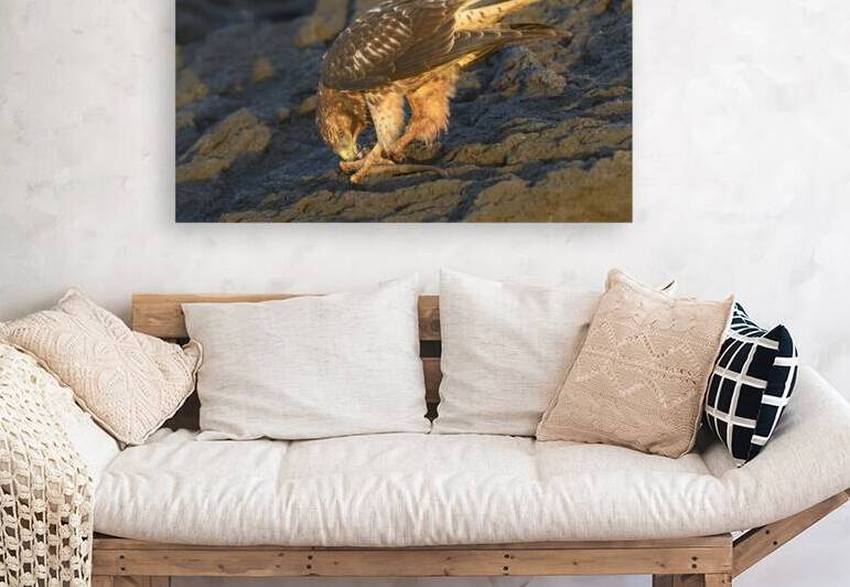 Galapagos Hawk Buteo galapagoensis eating a marine iguana Punta Espinosa Fernandina Island Galapagos Islands Ecuador
 by Kevin Oke