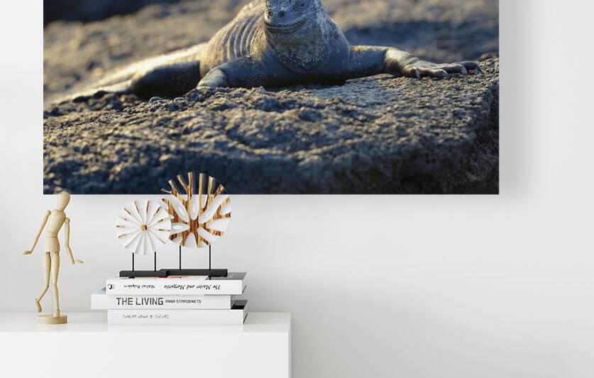 Marine Iguana at sunset Amblyrhynchus cristatus Punta Espinosa Fernandina Island Galapagos Islands Ecuador by Kevin Oke