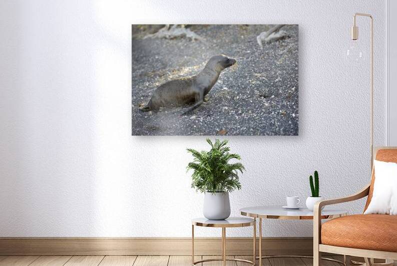 Galapagos sea lion Zalophus californianus wollebaeki juvenile Punta Espinosa Fernandina Island Galapagos Islands Ecuador
 by Kevin Oke