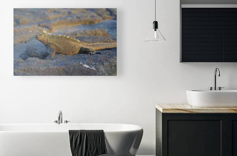 Marine Iguana Amblyrhynchus cristatus at sunset with beautiful coloring Punta Espinosa Fernandina Island Galapagos Islands Ecuador by Kevin Oke