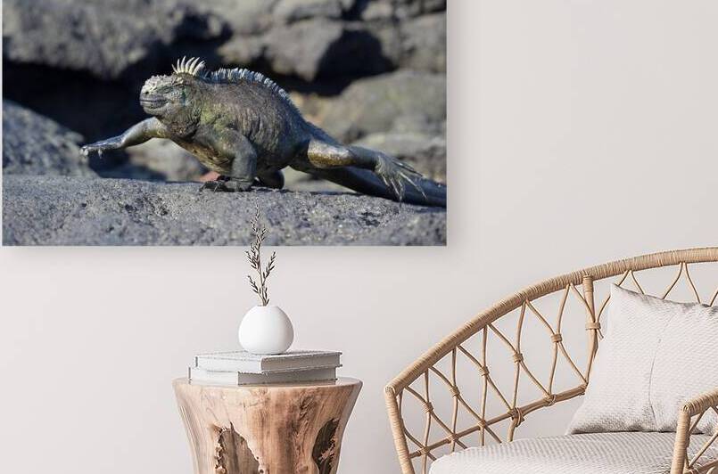 Marine Iguana Amblyrhynchus cristatus walking Punta Espinosa Fernandina Island Galapagos Islands Ecuador by Kevin Oke