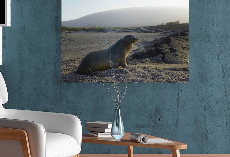 Galapagos sea lion Zalophus wollebaeki backlit Punta Espinosa Fernandina Island Galapagos Islands Ecuador by Kevin Oke