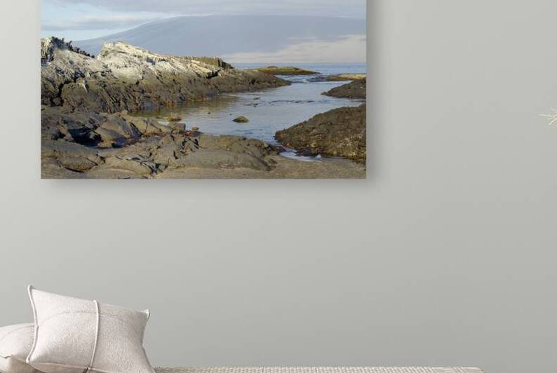 Sally lightfoot crabs on a rocky beach at Punta Espinosa Fernandina Island Galapagos Islands Ecuador
 by Kevin Oke