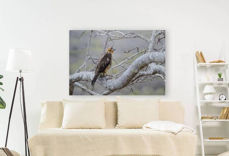 Galapagos Hawk Buteo galapagoensis Santiago Island Galapagos Islands Ecuador
 by Kevin Oke