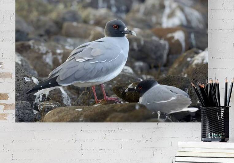 Swallow tailed Gulls Creagrus furcatus North Seymour Island Galapagos Islands Ecuador
 by Kevin Oke
