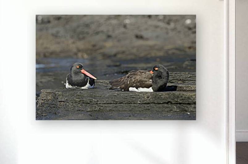 American Oystercatchers Haematopus palliatus sitting on lava Puerto Egas Santiago Island Galapagos Islands Ecuador
 by Kevin Oke