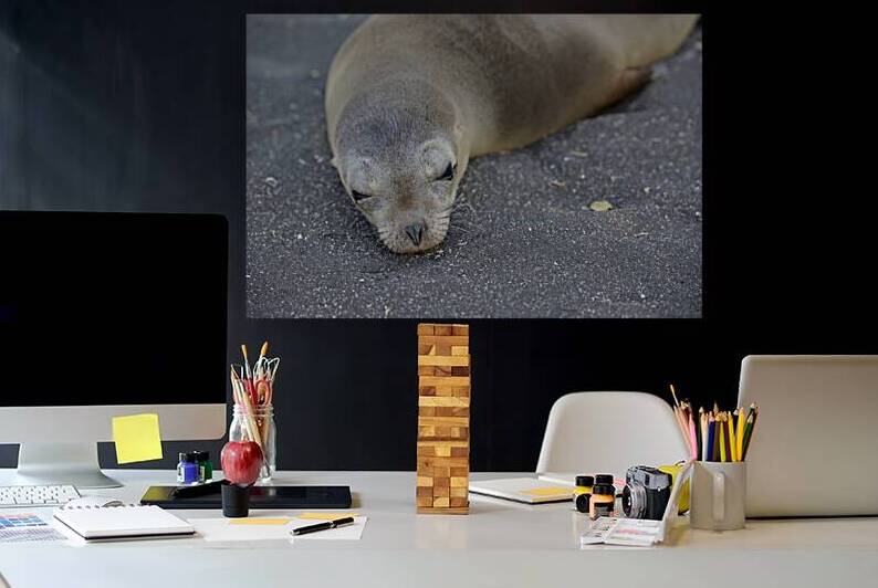 Galapagos sea lion Zalophus wollebaeki Puerto Egas Santiago Island Galapagos Islands Ecuador by Kevin Oke