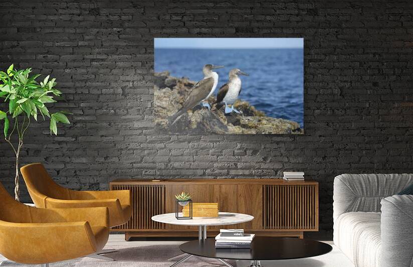 Blue footed Booby Sula nebouxii Punta Moreno Isabela Island Galapagos Islands Ecuador by Kevin Oke