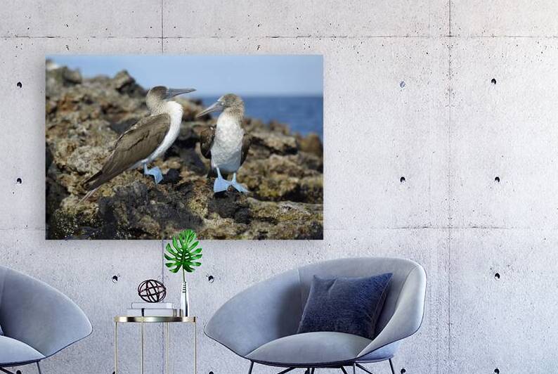 Blue footed Booby Sula nebouxii Punta Moreno Isabela Island Galapagos Islands Ecuador by Kevin Oke