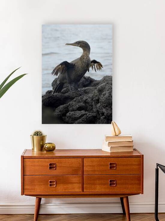 Flightless Cormorant or Galapagos Cormorant Phalacrocorax harrisi Urbina Bay Isabela Island Galapagos Islands Ecuador by Kevin Oke