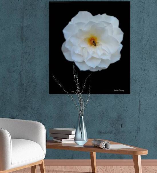 Honeybee on a Pristine White Rose by Eric Turner