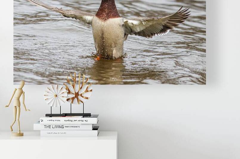 Ballet  by Vividscope