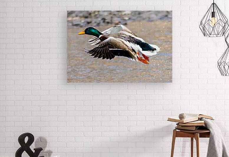 Beginning Flight by Vividscope