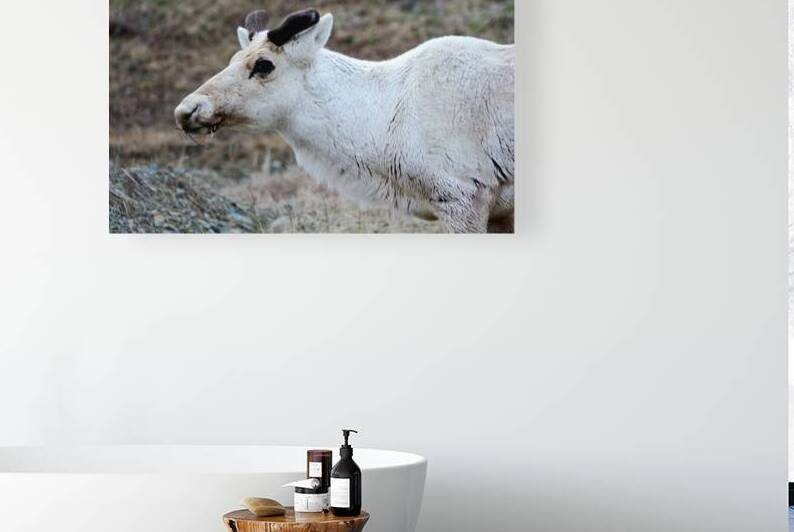 White Wanderer  by Dustin Carroll