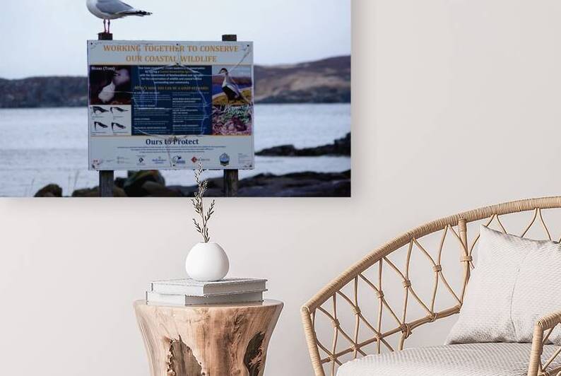 Seagull advocate 2 by Dustin Carroll