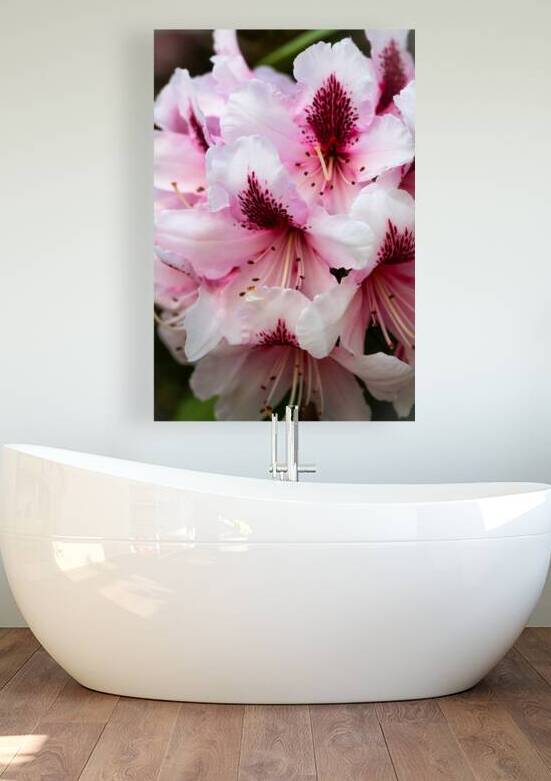 Pink & White Hibiscus Bloom Close Up by Abigail Diane Photography