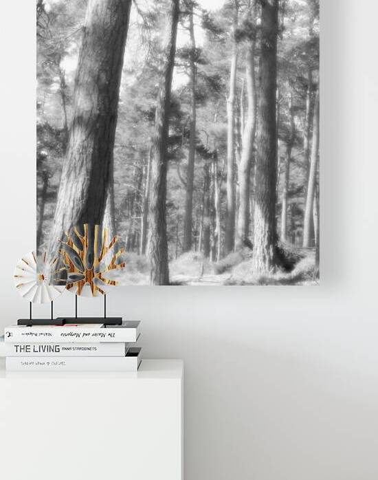 Scottish Highlands Summer Monochrome Forest  by Catriona Roberts Nature Photography and Designs