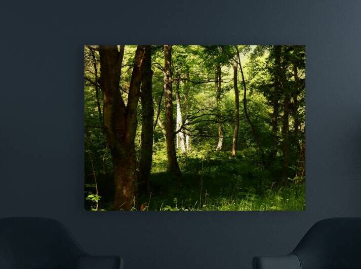 Springs Forest Light in the Scottish Highlands  by Catriona Roberts Nature Photography and Designs