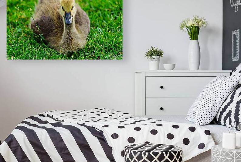 Canada Gosling Resting by Jennifer White